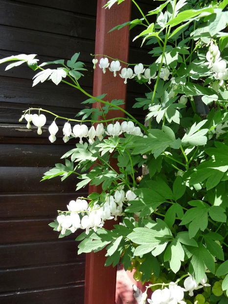  - 2018 - 01 - Primavara