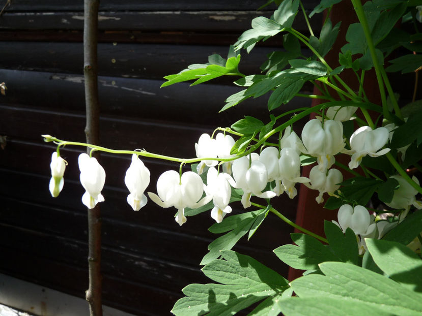  - 2018 - 01 - Primavara