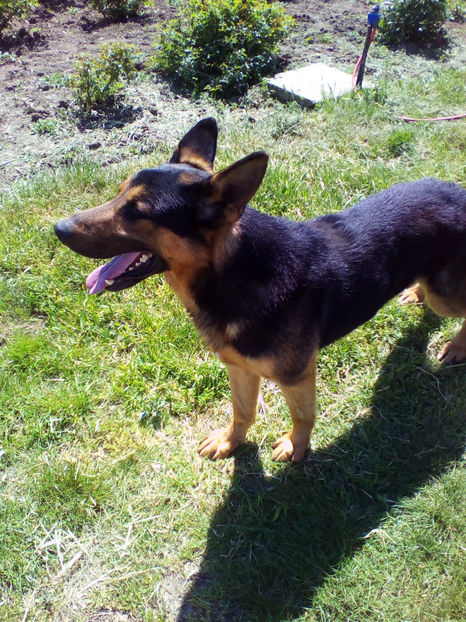  - curtea cu toate cele 2018