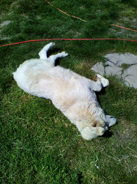  - curtea cu toate cele 2018