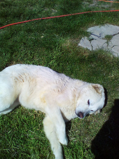  - curtea cu toate cele 2018