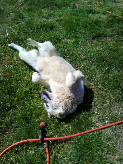  - curtea cu toate cele 2018