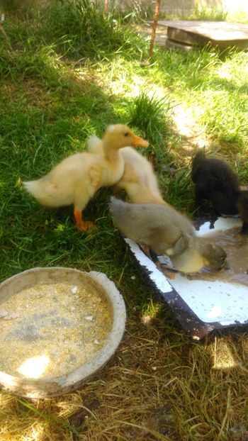 Apa apa si iar apa ! - Ratuste comune bobocei 18 !!