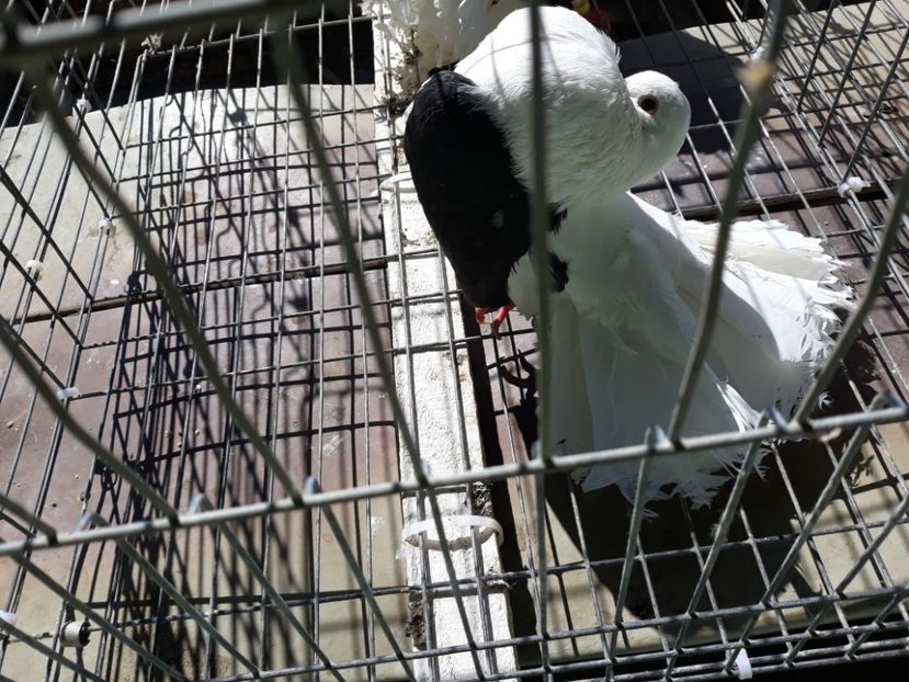 Voltati capaciti - voltati capaciti