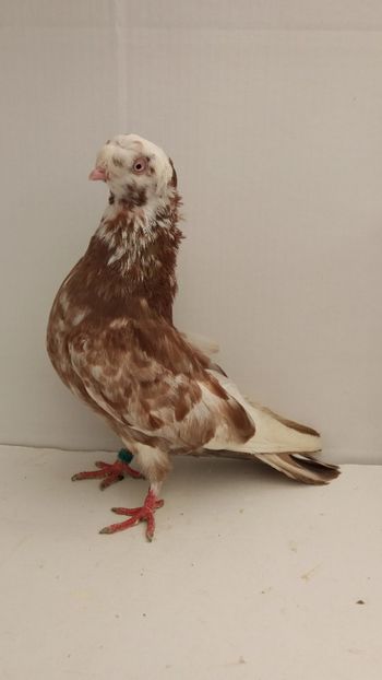 F 2017 - Por bimotati