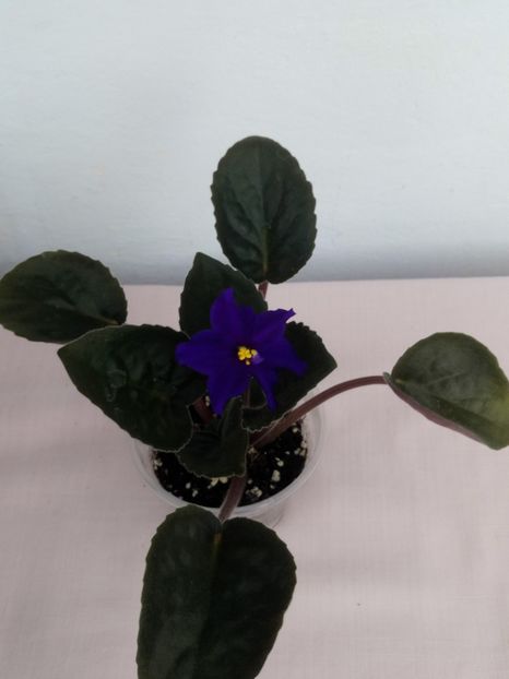 1 mai - Afrikanskaia Noch