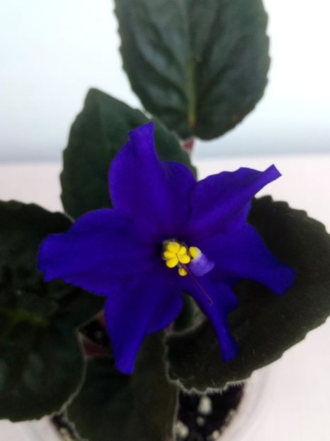 1 mai - Afrikanskaia Noch