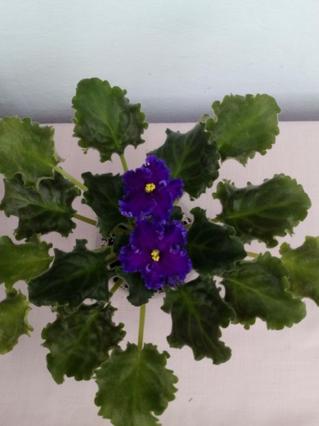 1 mai - ZZ Reigning Beauty