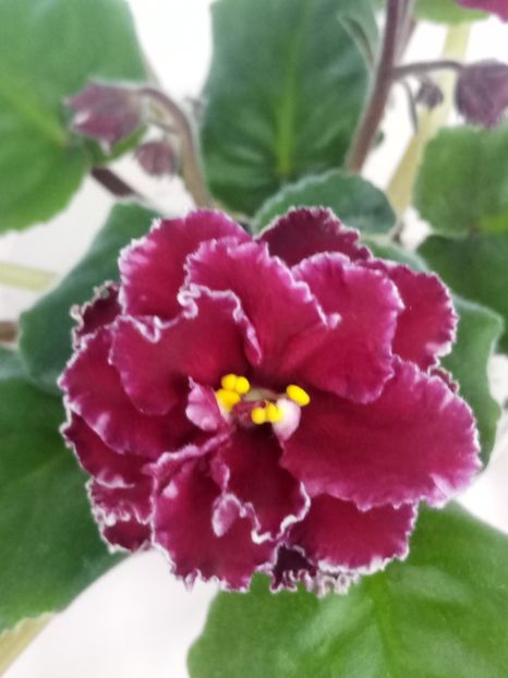 1 mai - ZZ LE Madzenta