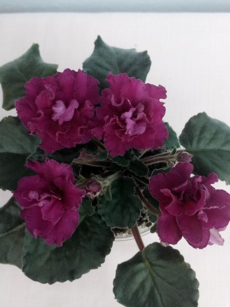 1 mai - ZZ Ness Antique Red