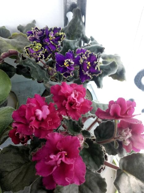 1 mai - ZZ Ness Antique Red