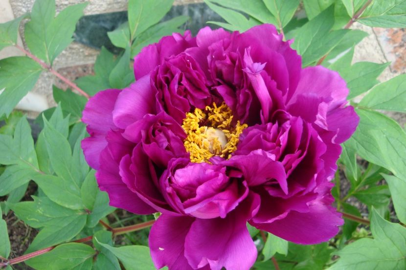  - Bujor arbustiv Purple