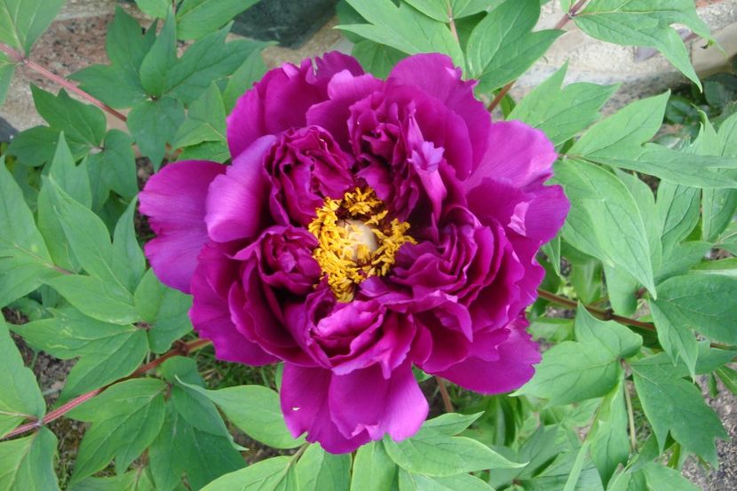  - Bujor arbustiv Purple