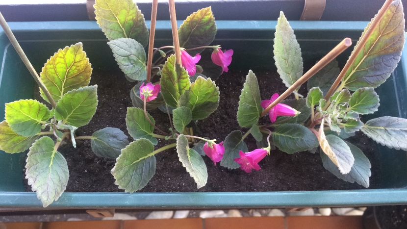 1.Mai 2018 - Smithicodonia Heartland s Joy