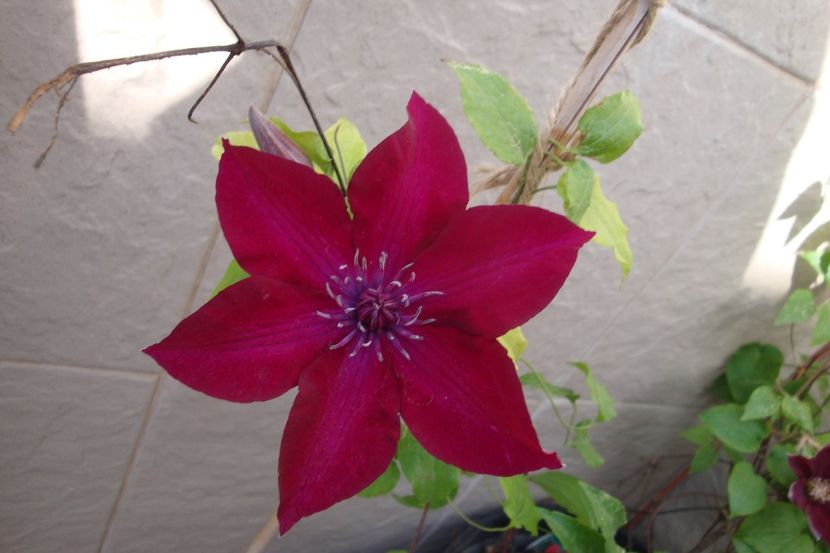 Nubia - Clematite