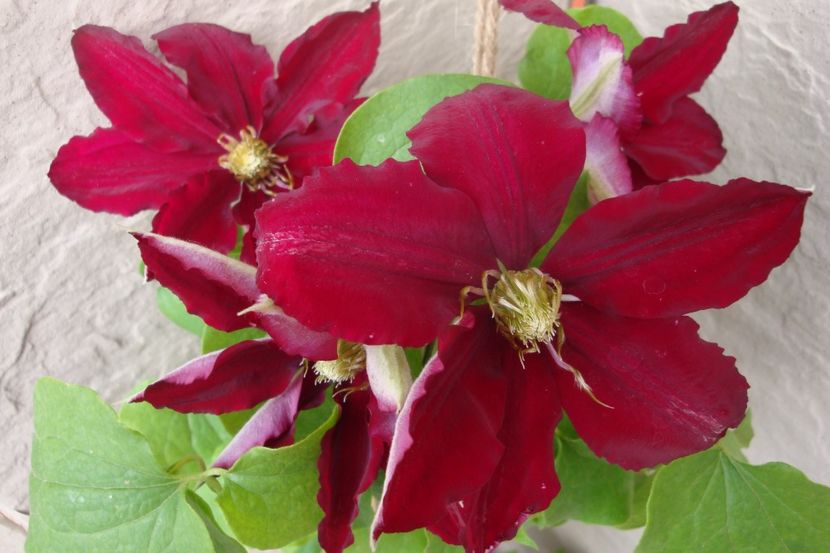 Rebecca - Clematite