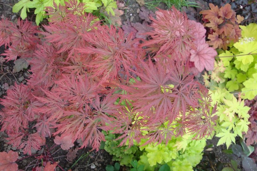  - Heuchera Hosta si altele