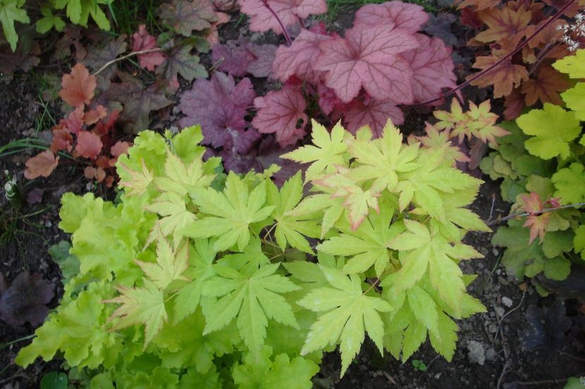  - Heuchera Hosta si altele