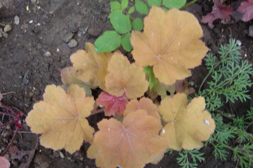  - Heuchera Hosta si altele