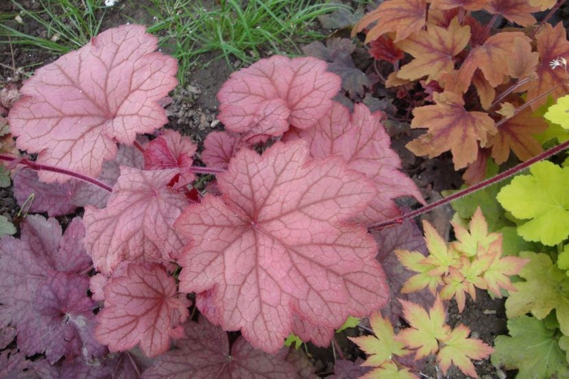 - Heuchera Hosta si altele