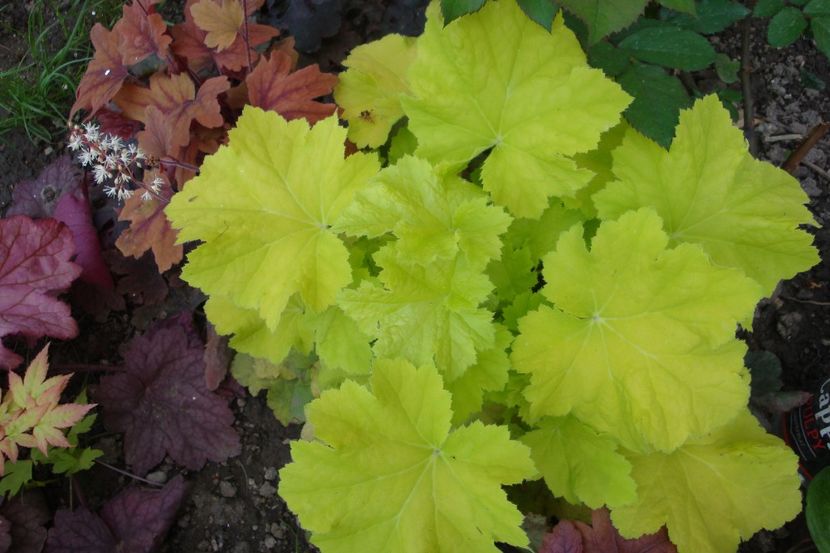  - Heuchera Hosta si altele