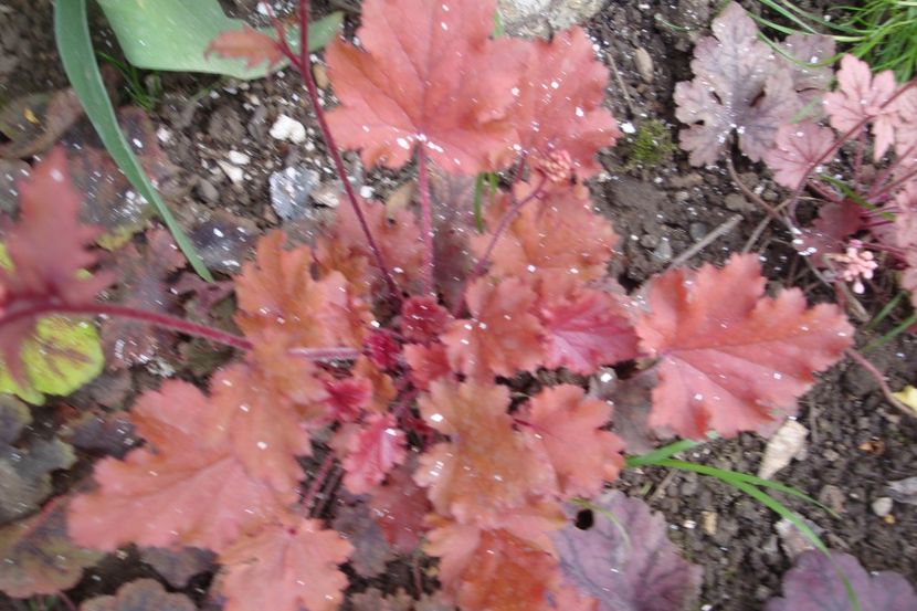  - Heuchera Hosta si altele