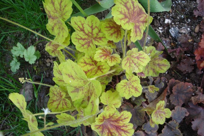  - Heuchera Hosta si altele