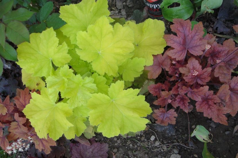  - Heuchera Hosta si altele