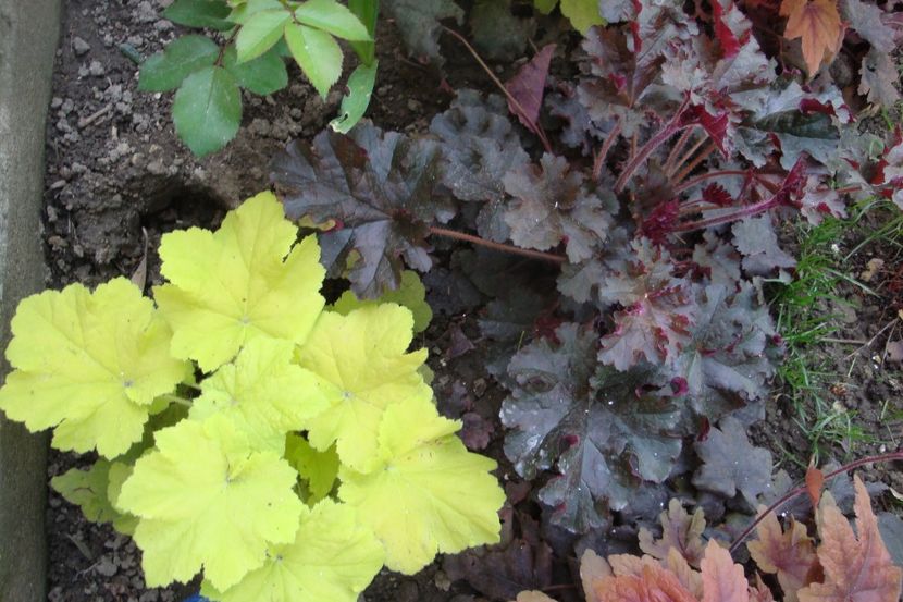  - Heuchera Hosta si altele