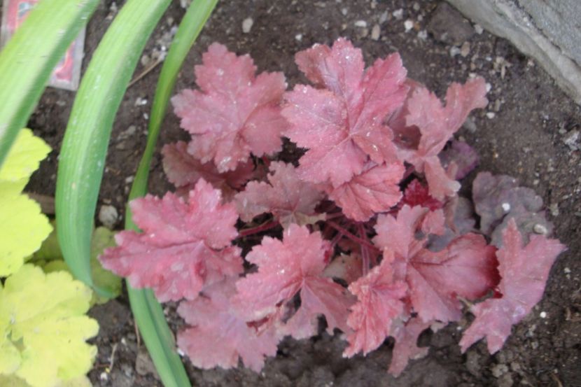  - Heuchera Hosta si altele