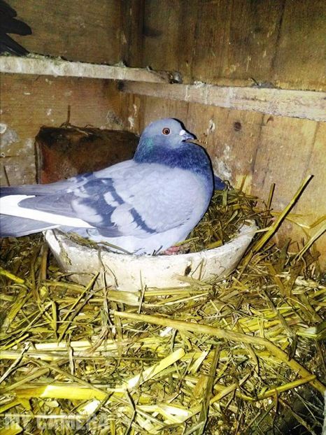 Femelă 75% Horseman 25% tipller - Porumbei Guşați Horseman