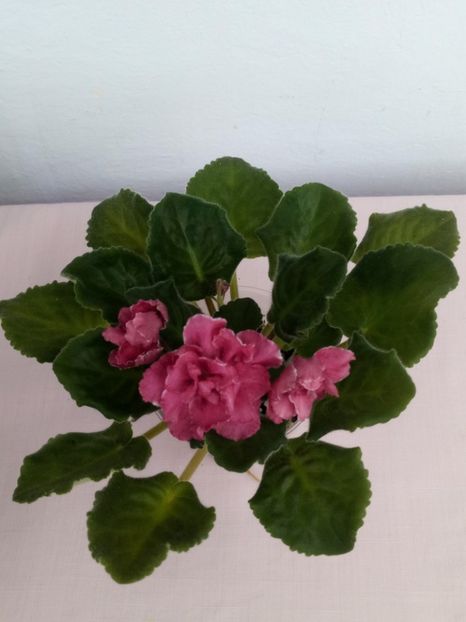 1 mai - ZZ RS Bog Solnca -RS Sun God