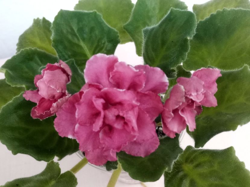 1 mai - ZZ RS Bog Solnca -RS Sun God