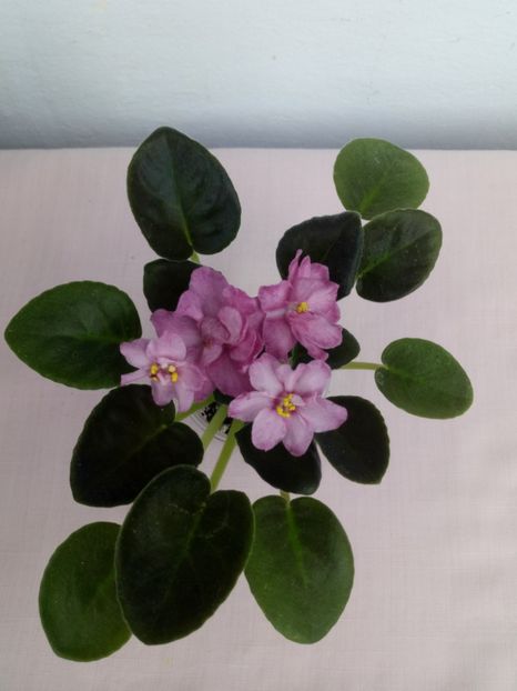 1 mai - ZZ RS Korrida