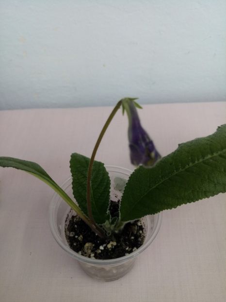 1 mai  DS-1008 - Streptocarpus