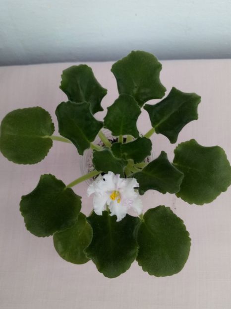 1 mai - ZZ LE Turmalinovoye Kol ye- LE Tourmaline Necklace