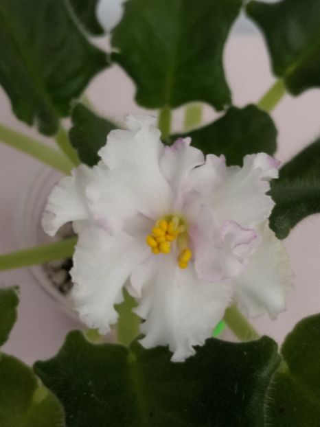 1 mai - ZZ LE Turmalinovoye Kol ye- LE Tourmaline Necklace