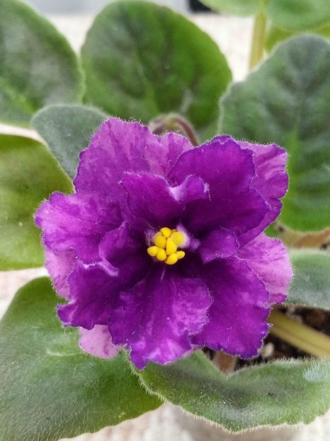 27 apr - Purple Passion