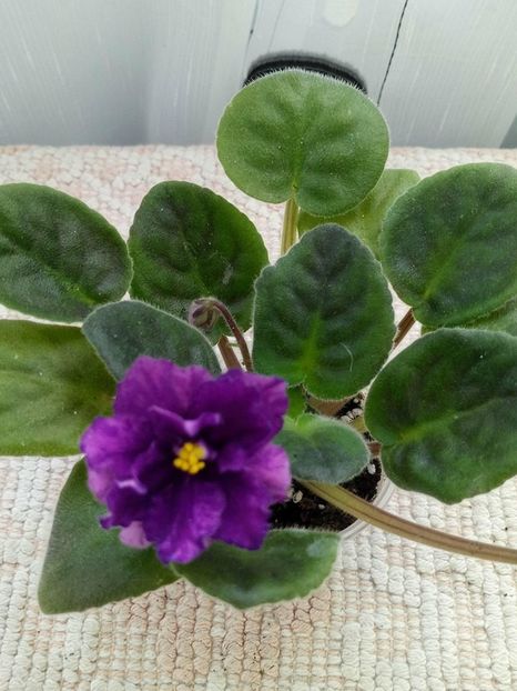 27 apr - Purple Passion