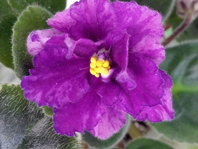 28 apr - Purple Passion