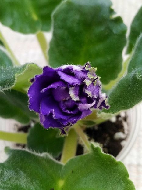 27 apr - ZZ Buntar - Rebel