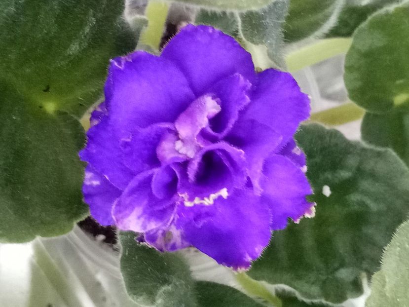 1 mai - ZZ Buntar - Rebel