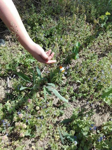  - pe camp si in padure