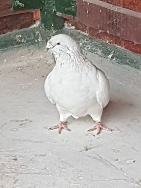 M-2015-13304 - 0-VRdF-2018