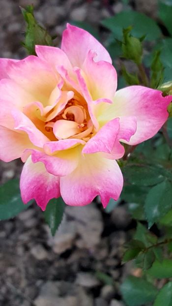  - Roze