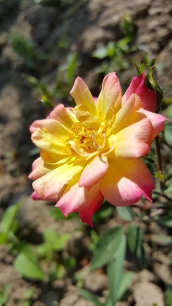 - Roze