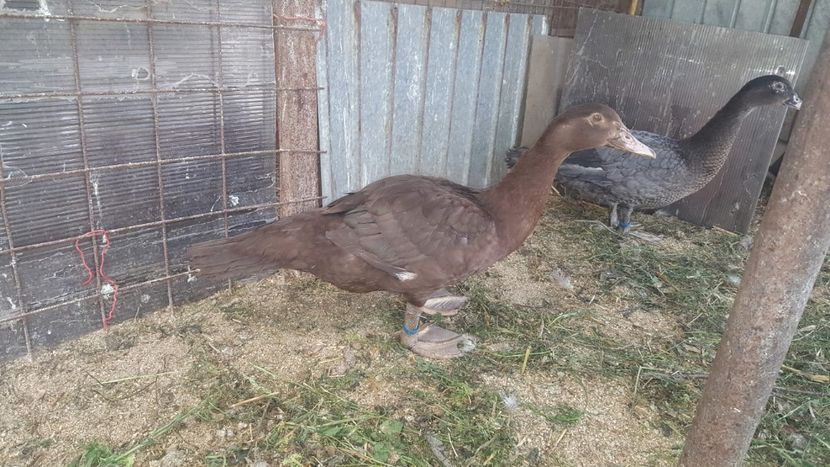  - Bomboane asortate 2018