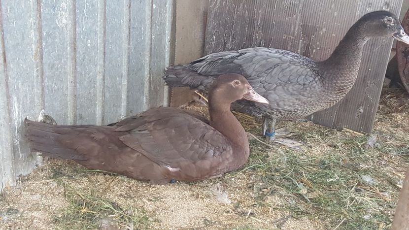  - Bomboane asortate 2018