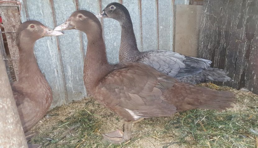  - Bomboane asortate 2018