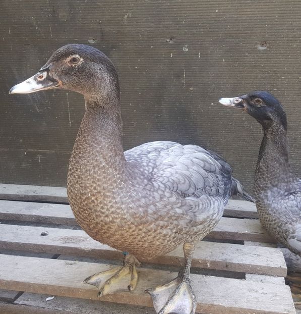  - Bomboane asortate 2018